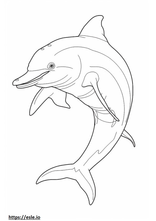 Pullonokka Dolphin koko vartalo värityskuva