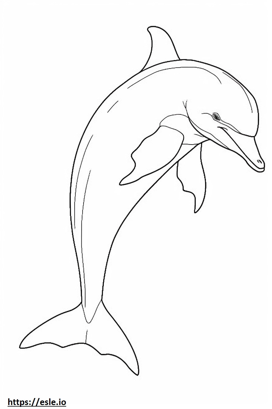 Delfino tursiope a corpo intero da colorare