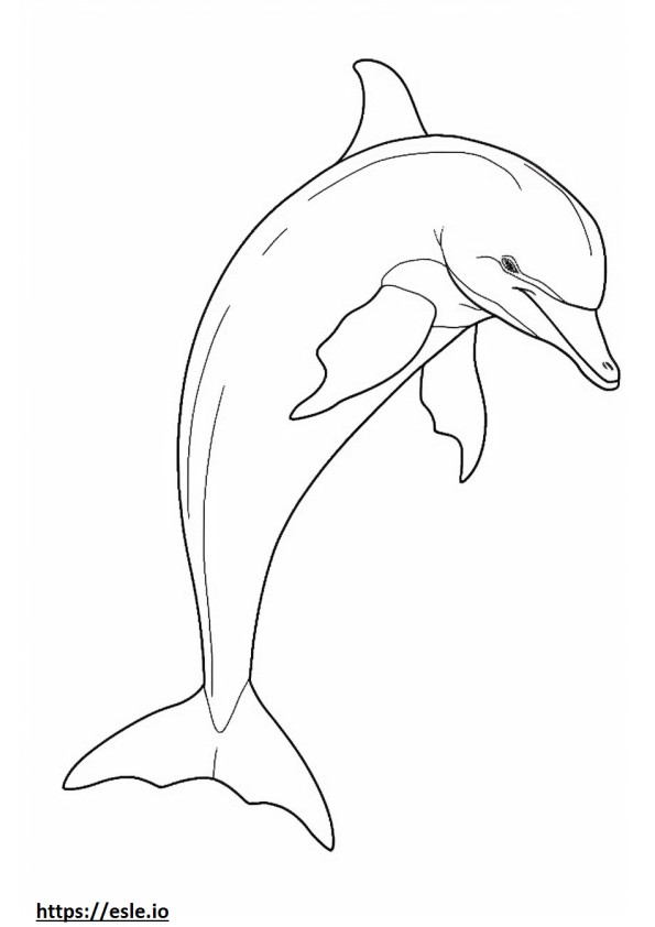 Delfinul cu muzeu de corp întreg de colorat
