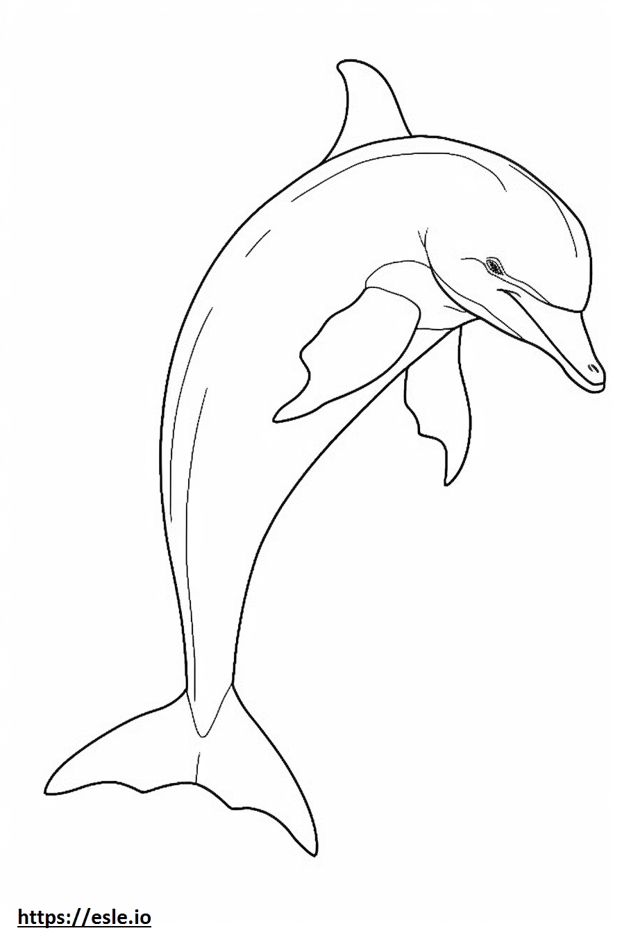 Bottlenose Dolphin full body coloring page