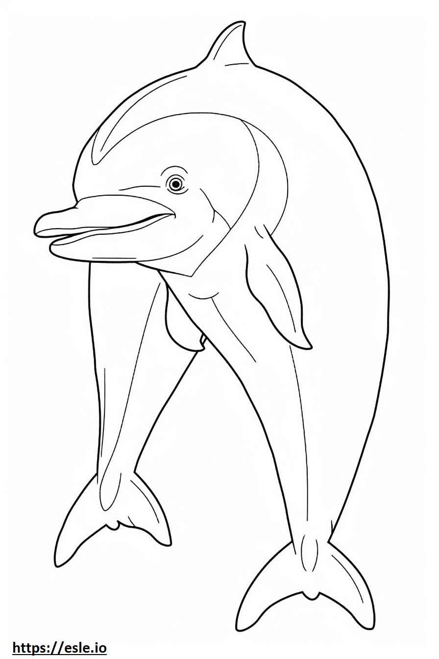 Bottlenose Dolphin full body coloring page