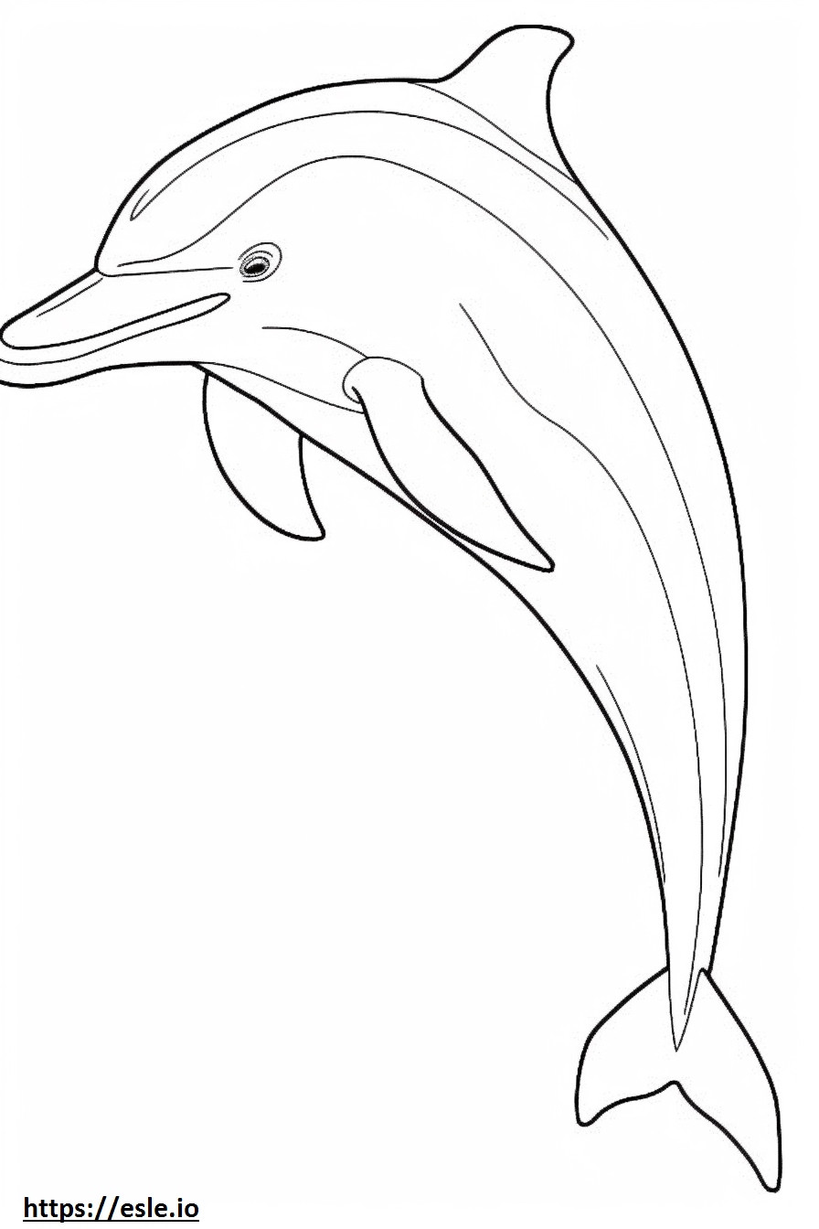 Desenho de golfinho-nariz-de-garrafa para colorir