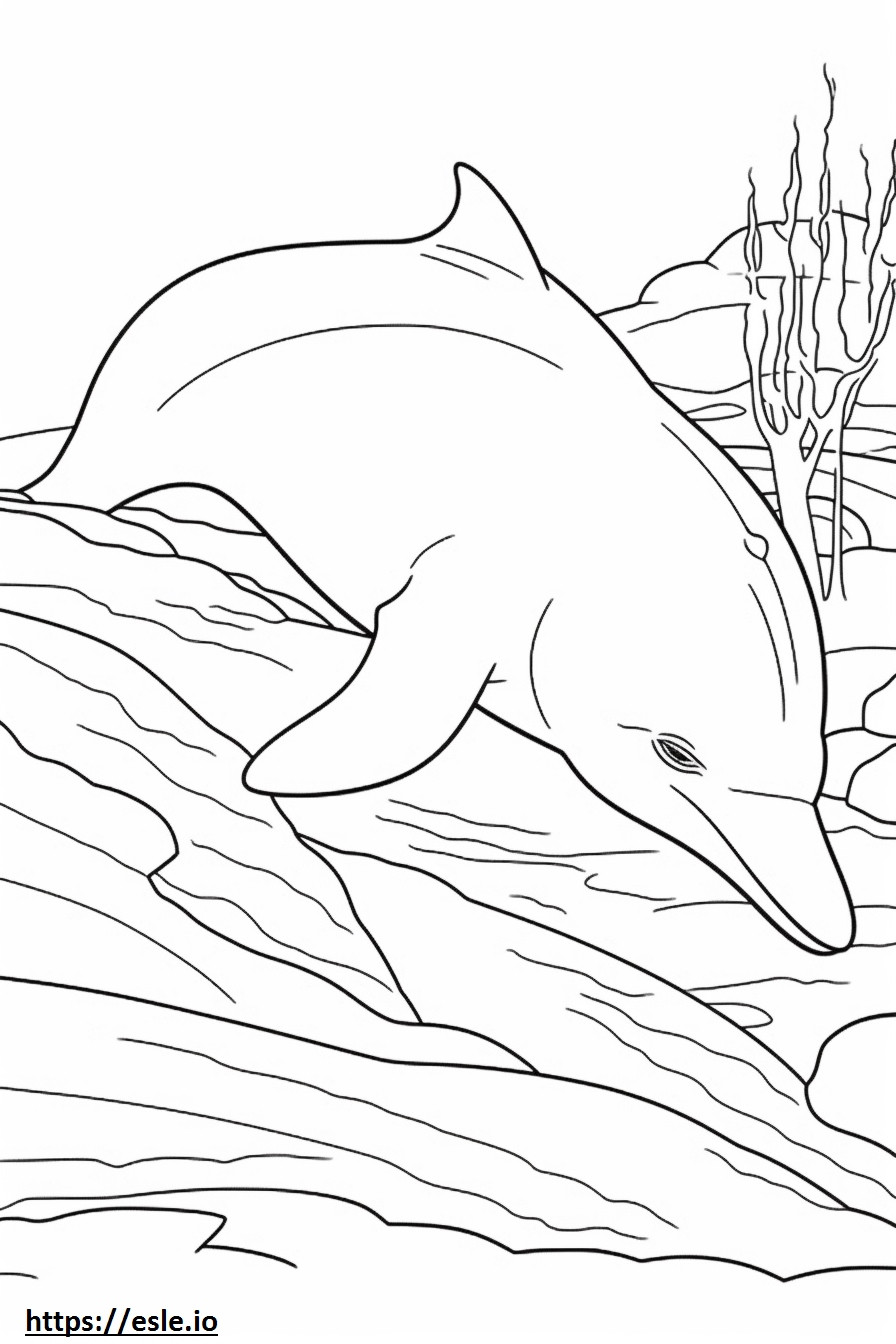 Bottlenose Dolphin Sleeping coloring page
