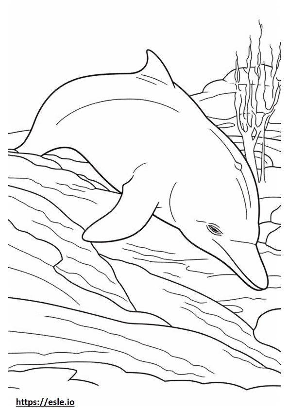 Delfin butlonose śpi kolorowanka