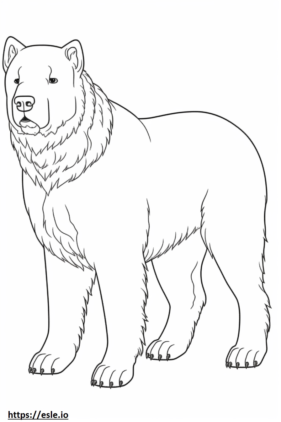 Bouvier Des Flandres Full Body Coloring Page