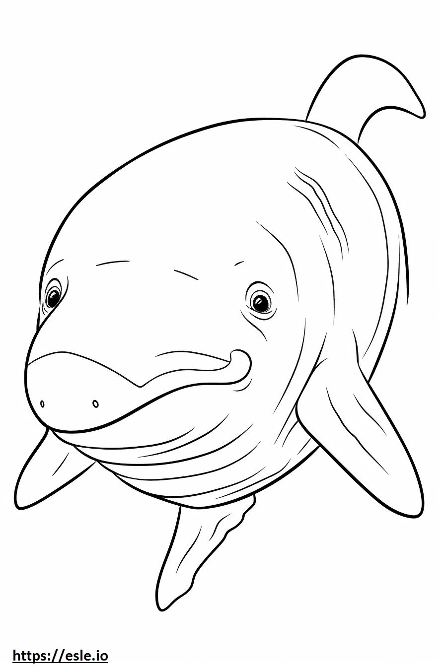 Bowhead Whale face coloring page