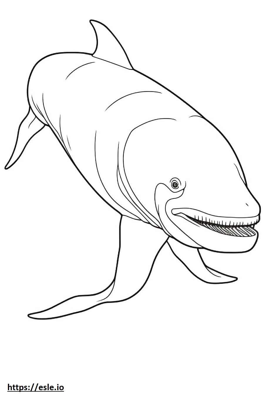 Groenlandse walvis, volledig lichaam kleurplaat kleurplaat