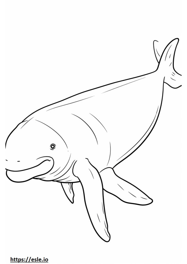 Bowhead Whale koko vartalo värityskuva