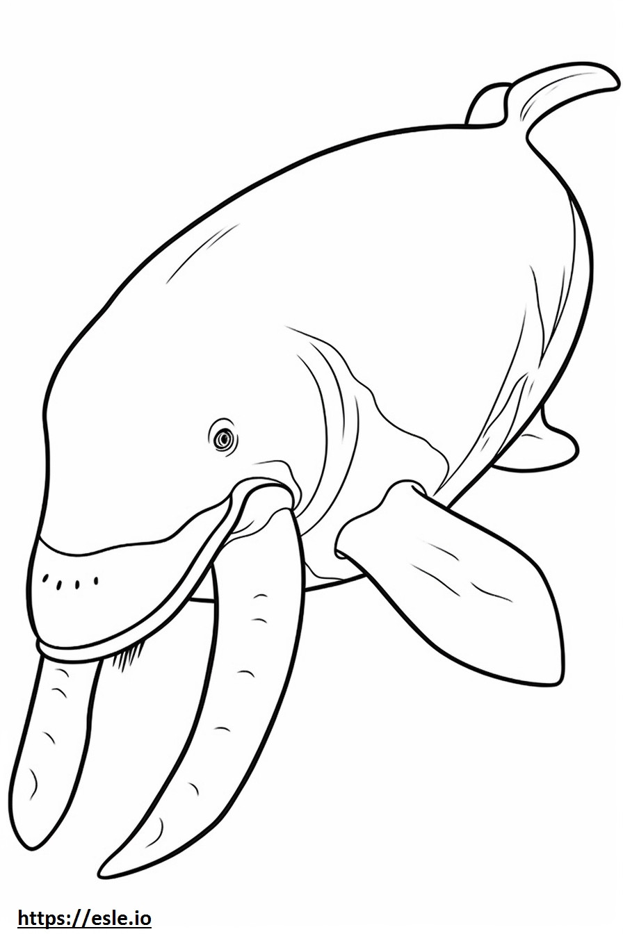 Coloriage Baleine boréale mignonne à imprimer