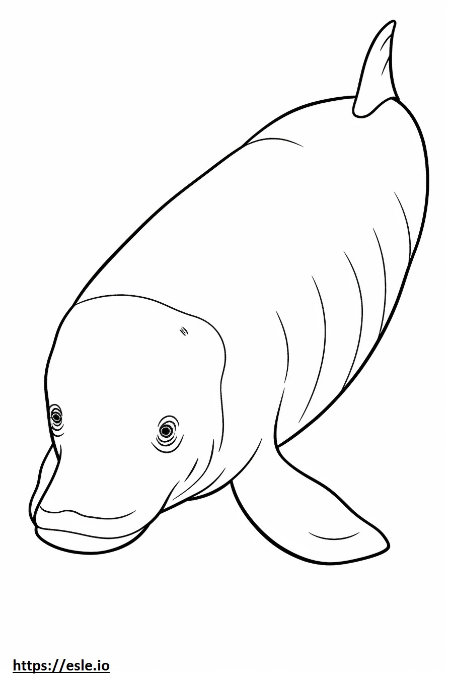 Bowhead Whale cute coloring page