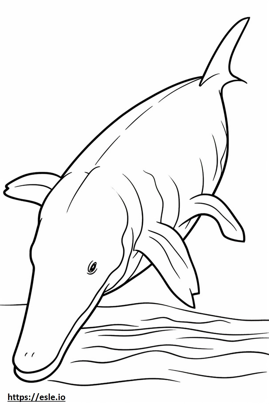 Coloriage Baleine boréale jouant à imprimer