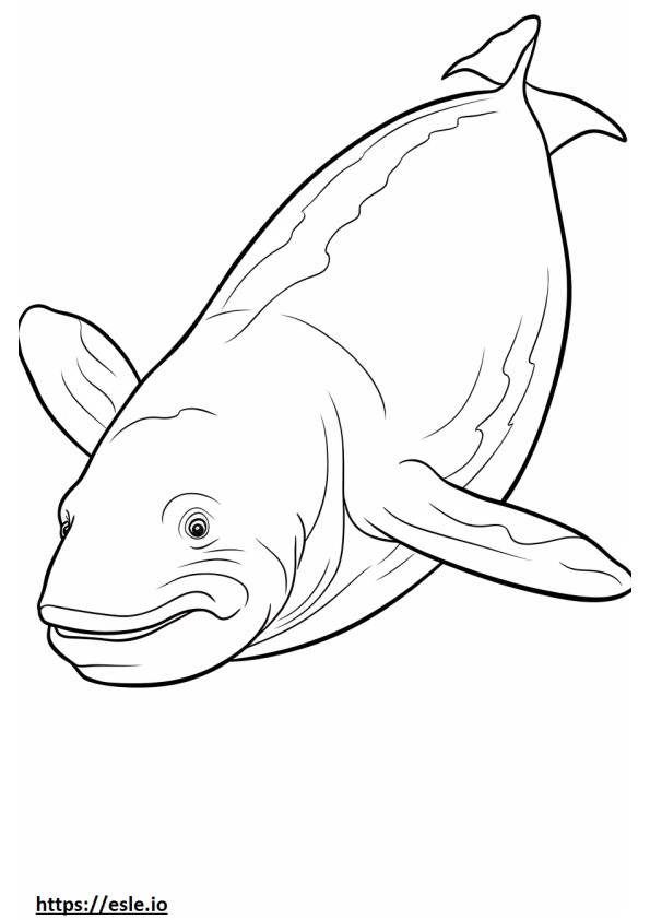 Amigável à baleia-da-groenlândia para colorir