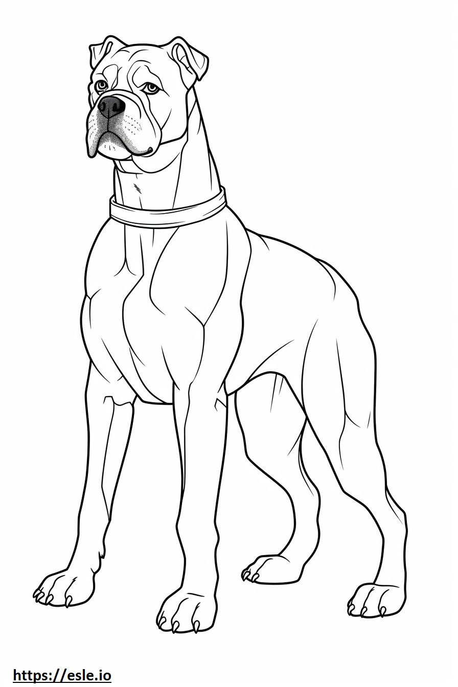 Boxer Dog koko vartalo värityskuva