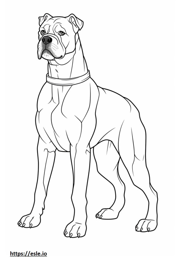 Boxer Dog koko vartalo värityskuva