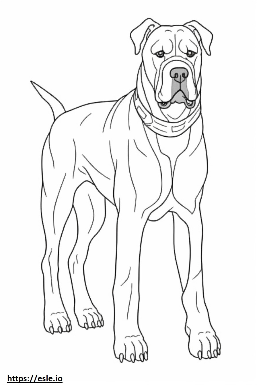 Boxer Dog cute coloring page