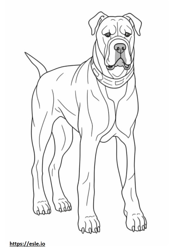 Cachorro Boxer fofo para colorir