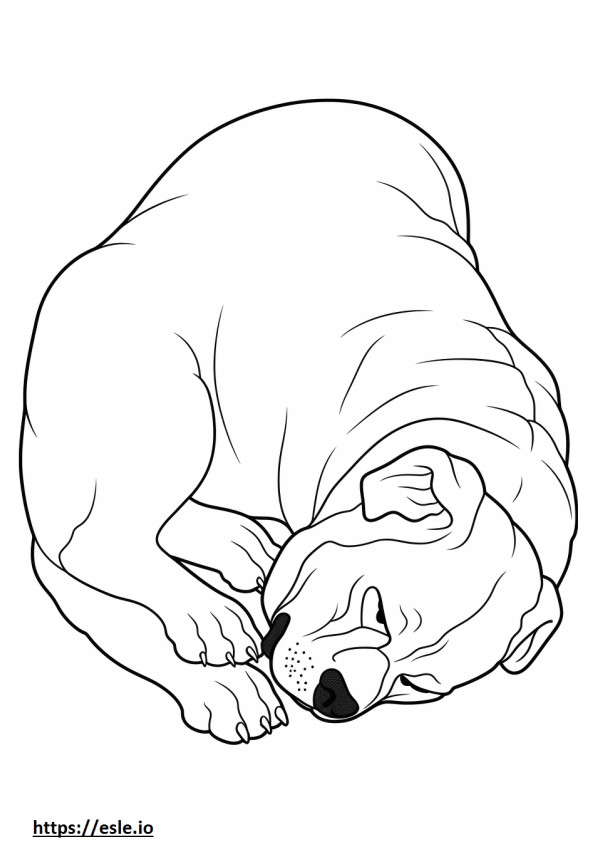 眠っているボクサー犬 ぬりえ - 塗り絵