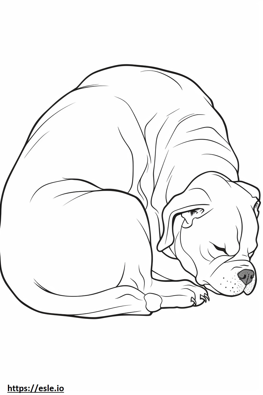 Cachorro Boxer dormindo para colorir