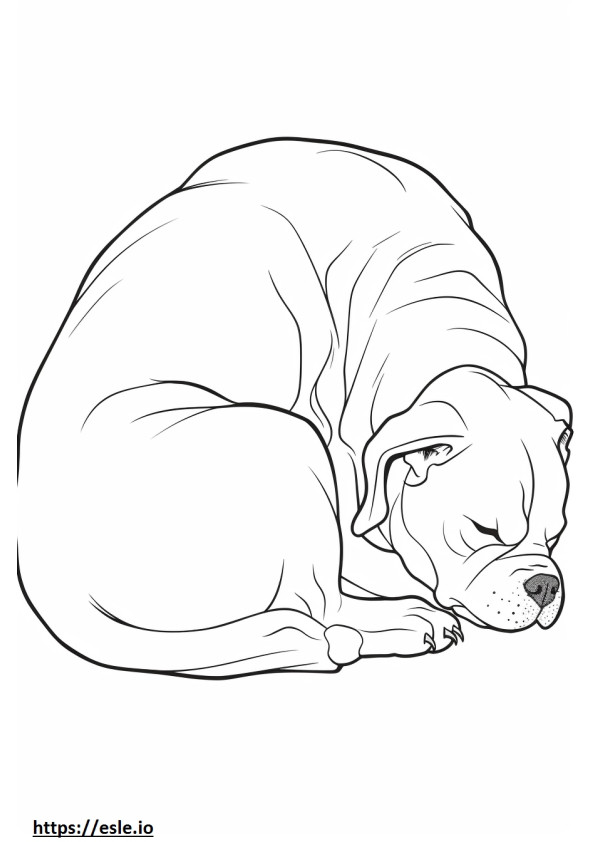 Perro Boxer Durmiendo para colorear e imprimir