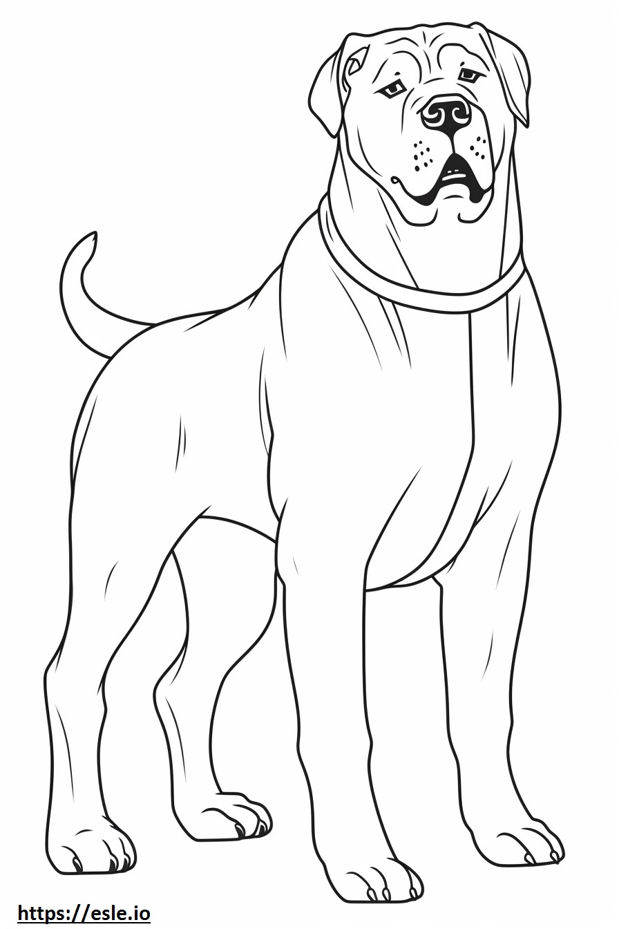 Boxerdoodle full body coloring page