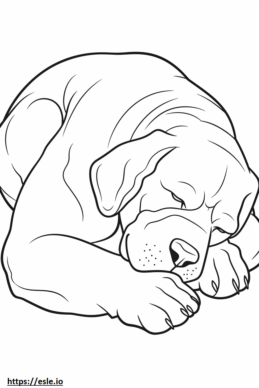 Coloriage Boxerdoodle dormir à imprimer
