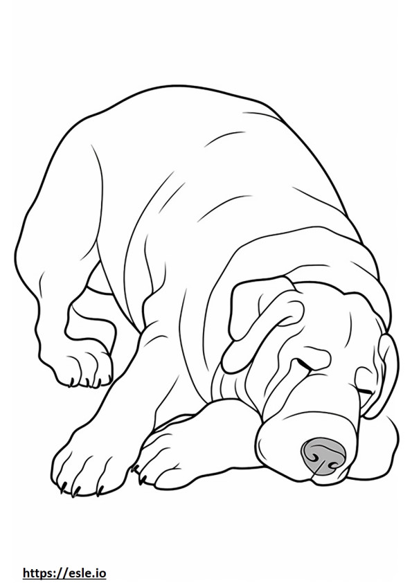 Coloriage Boxerdoodle dormir à imprimer