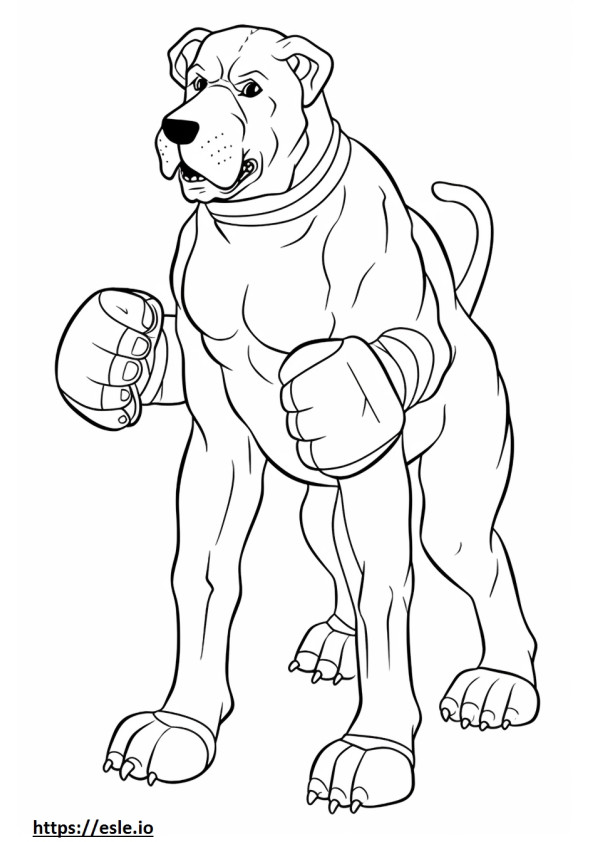 Jogo Boxerdoodle para colorir
