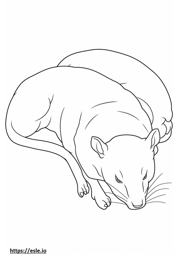 Boxsky Sleeping coloring page