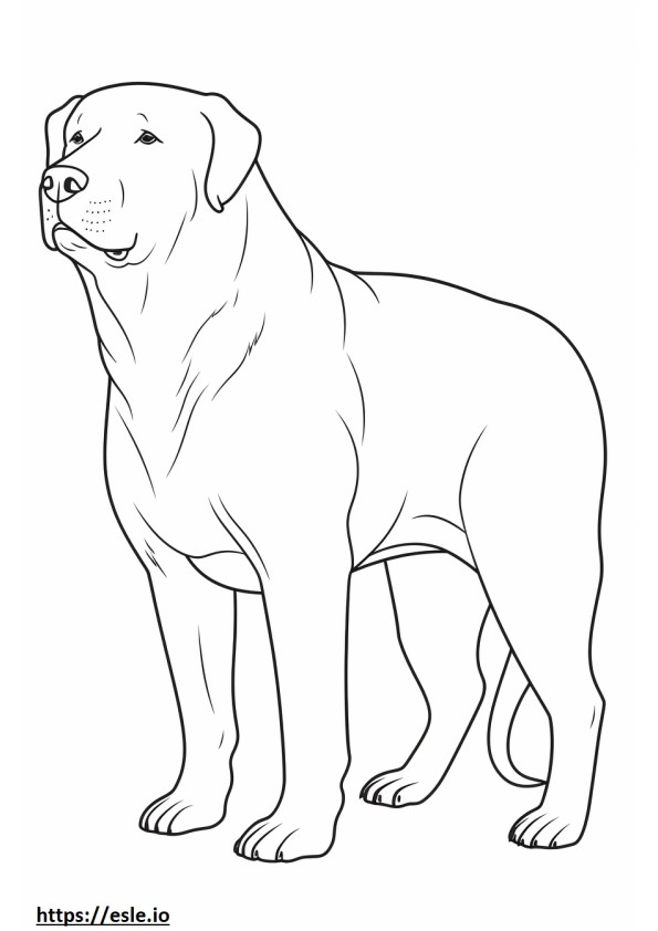 Boxweiler full body coloring page