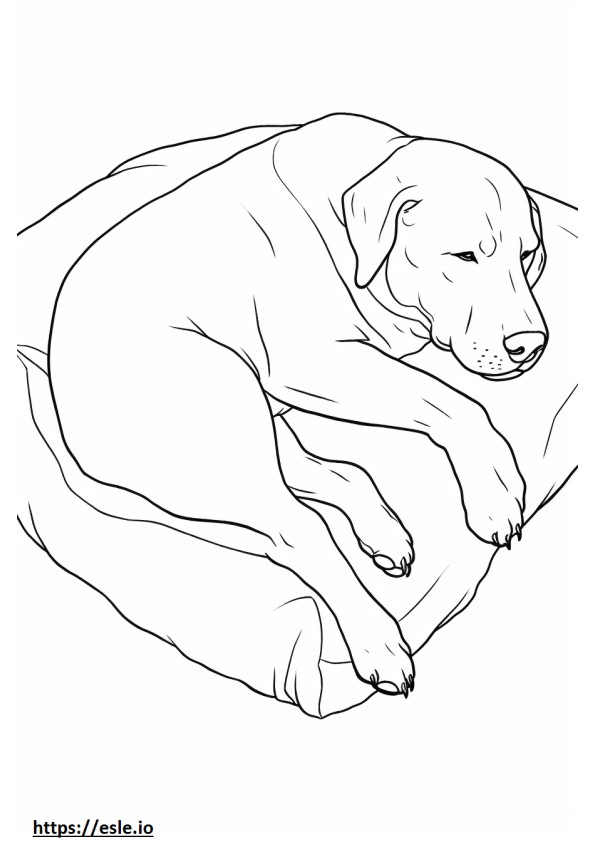 Boxweiler Sleeping coloring page