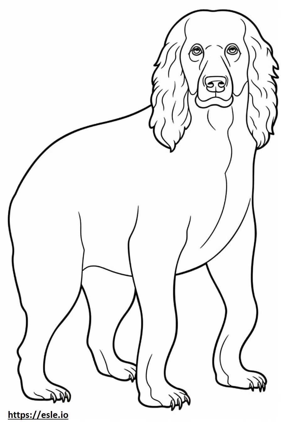 Boykin Spaniel Playing coloring page