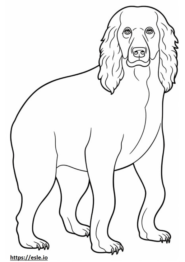 Boykin Spaniel Playing coloring page