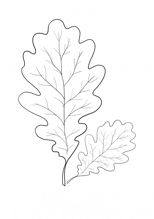 Oak leaf falling on the ground to color and free to print