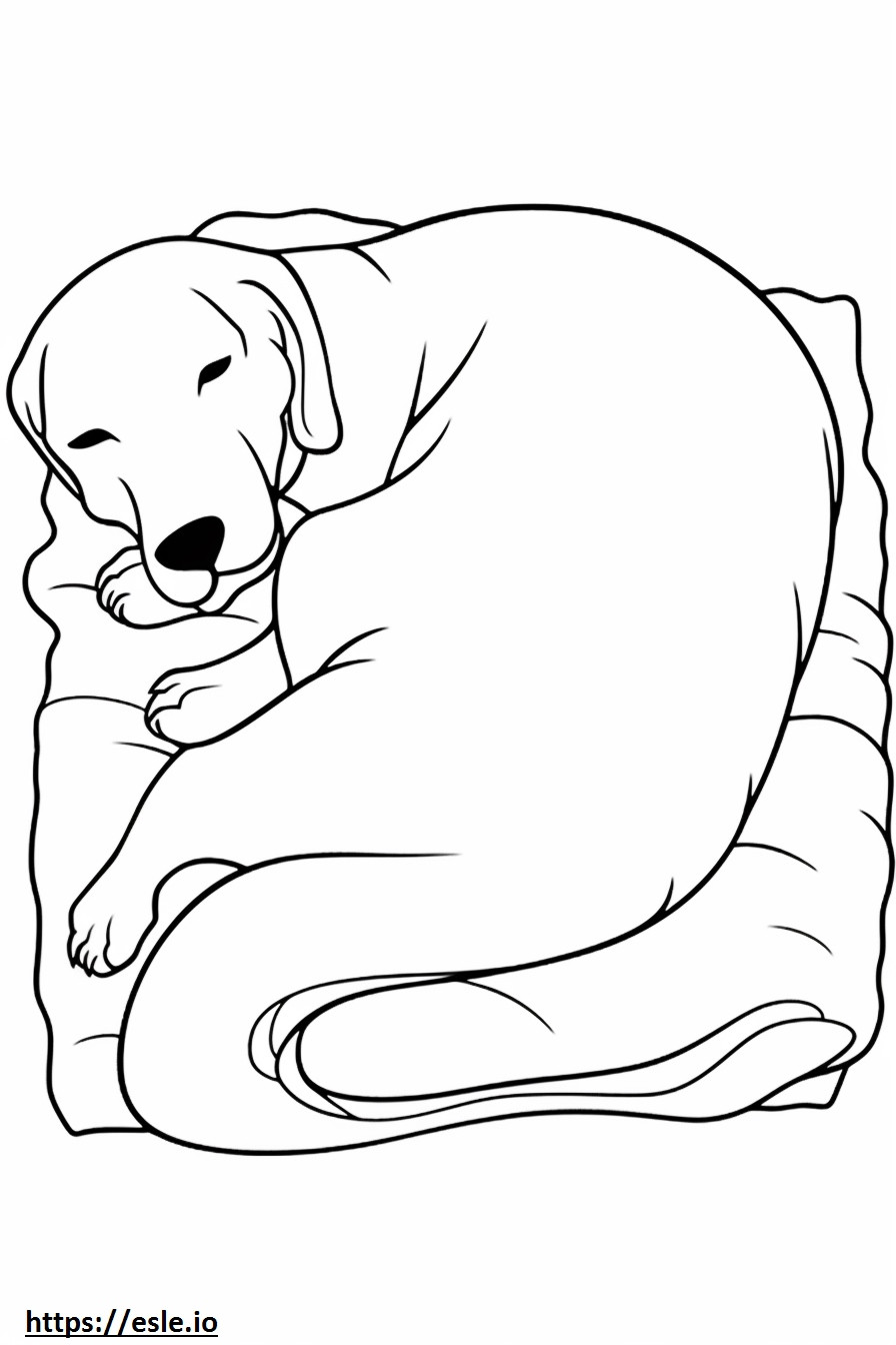 Brittany Sleeping coloring page