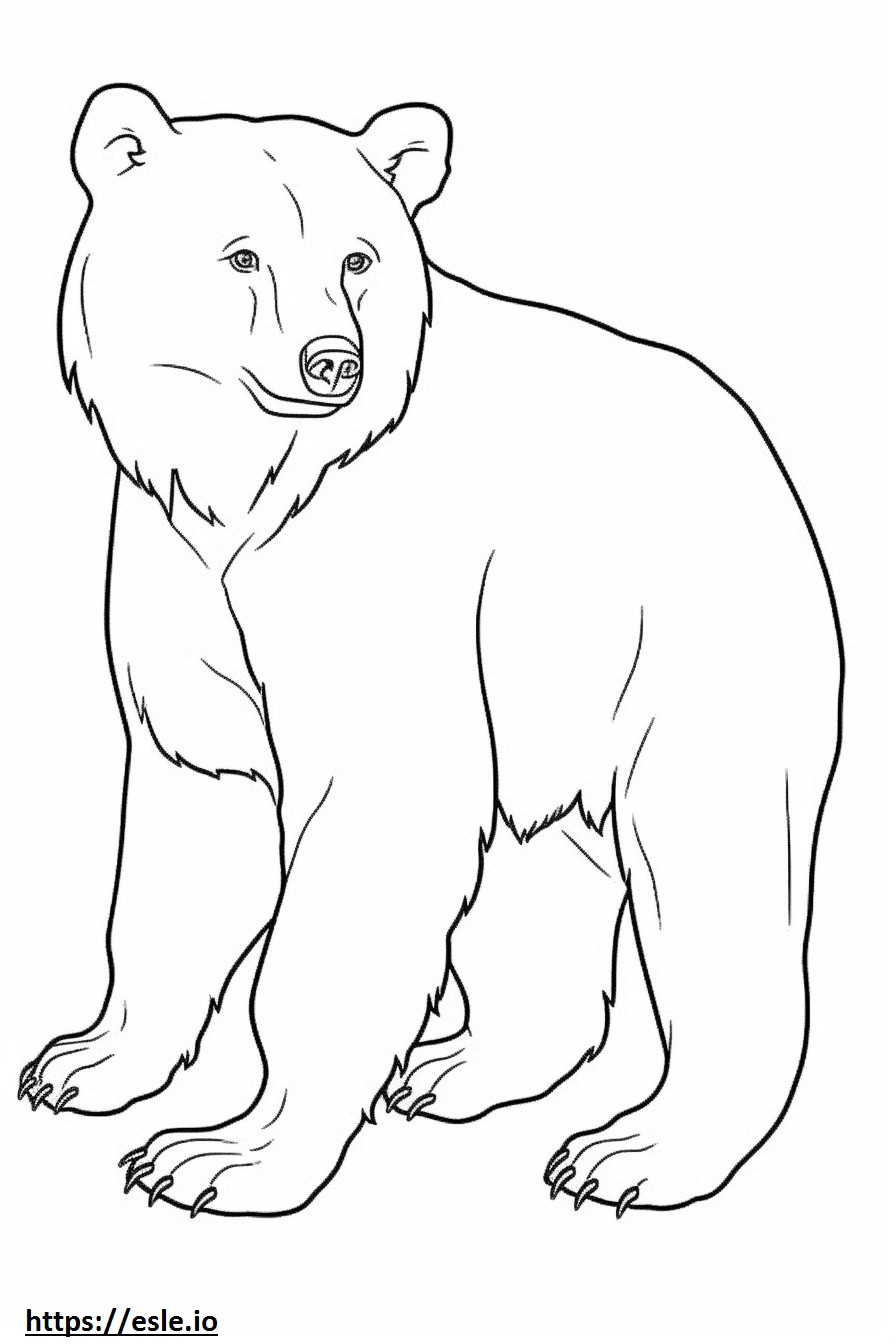 Niedźwiedź brunatny, dziecko kolorowanka