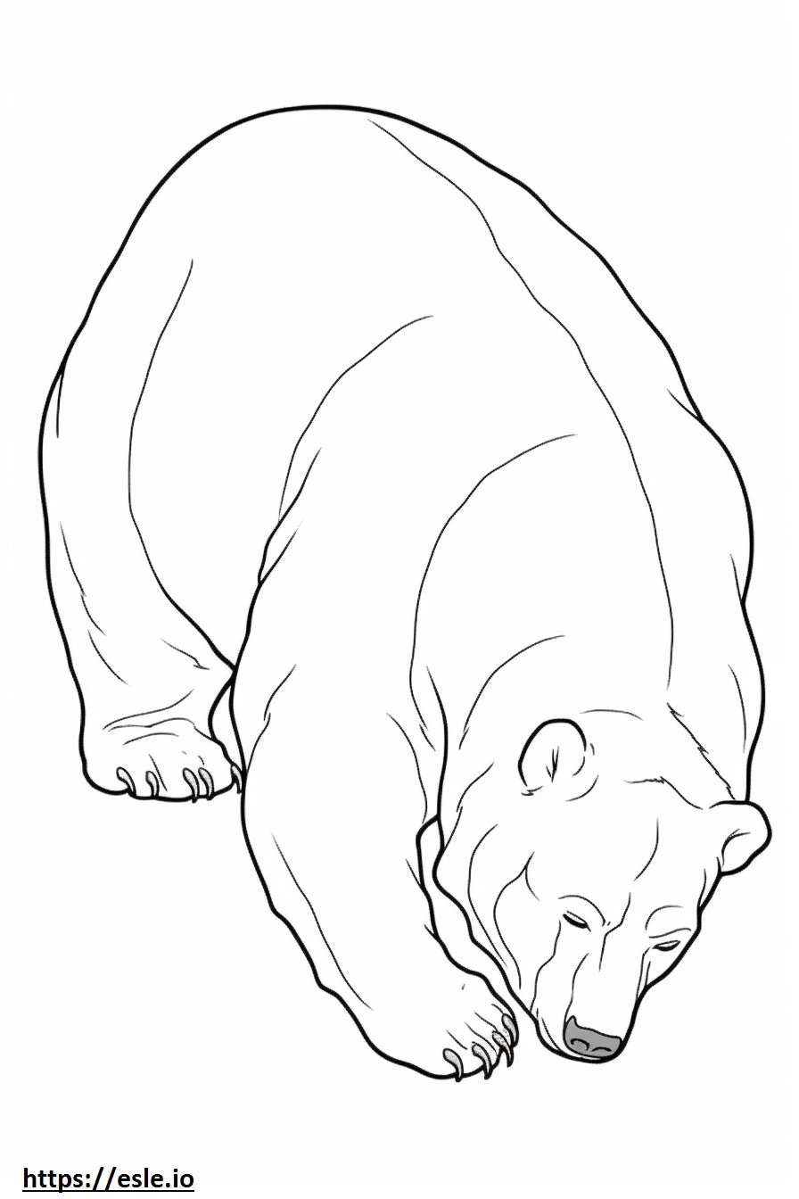 Niedźwiedź brunatny śpi kolorowanka