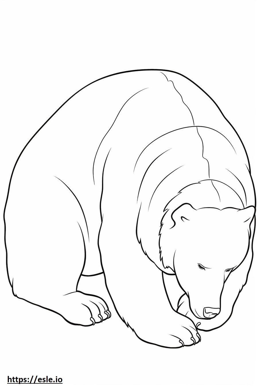 Beruang Coklat Sedang Tidur gambar mewarnai