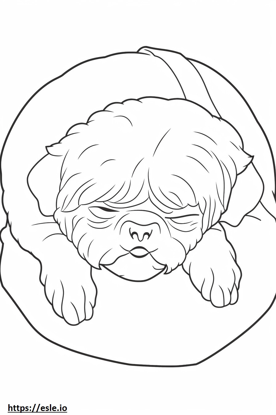 Brussels Griffon Sleeping coloring page