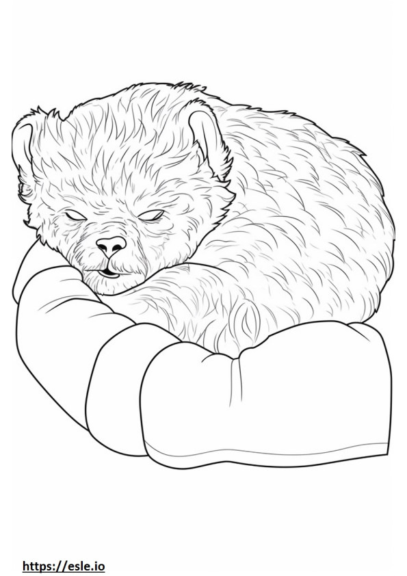 Brussels Griffon Sleeping coloring page