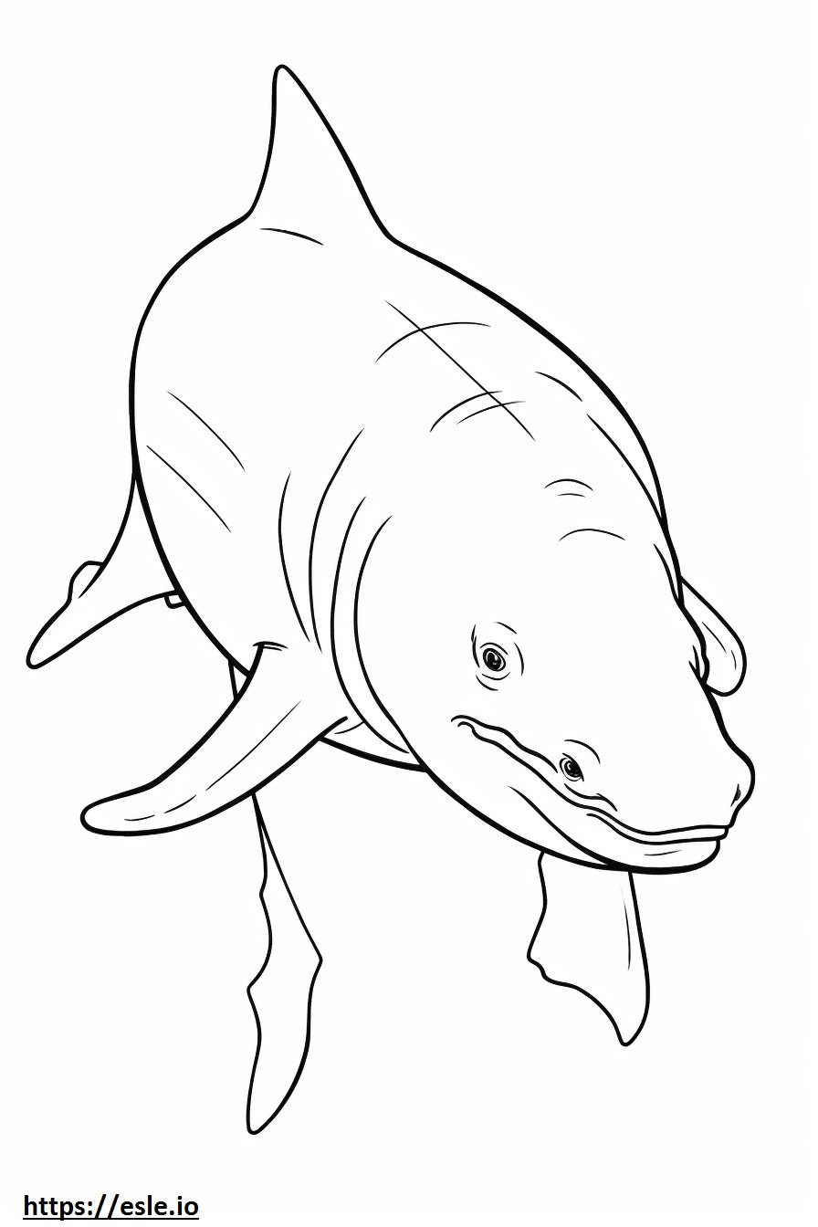 Coloriage Bébé requin bouledogue à imprimer