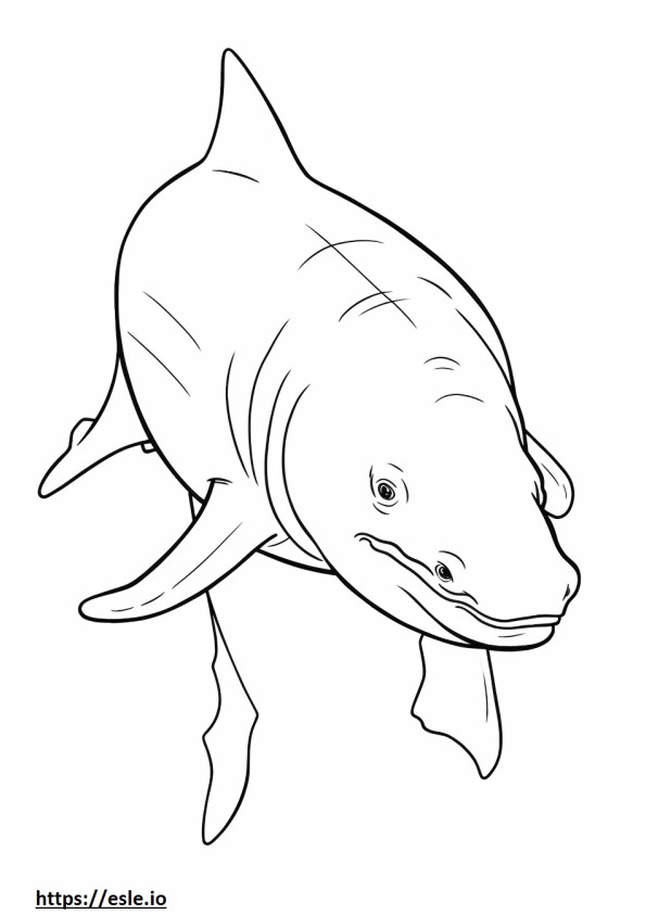 Bebê tubarão-touro para colorir