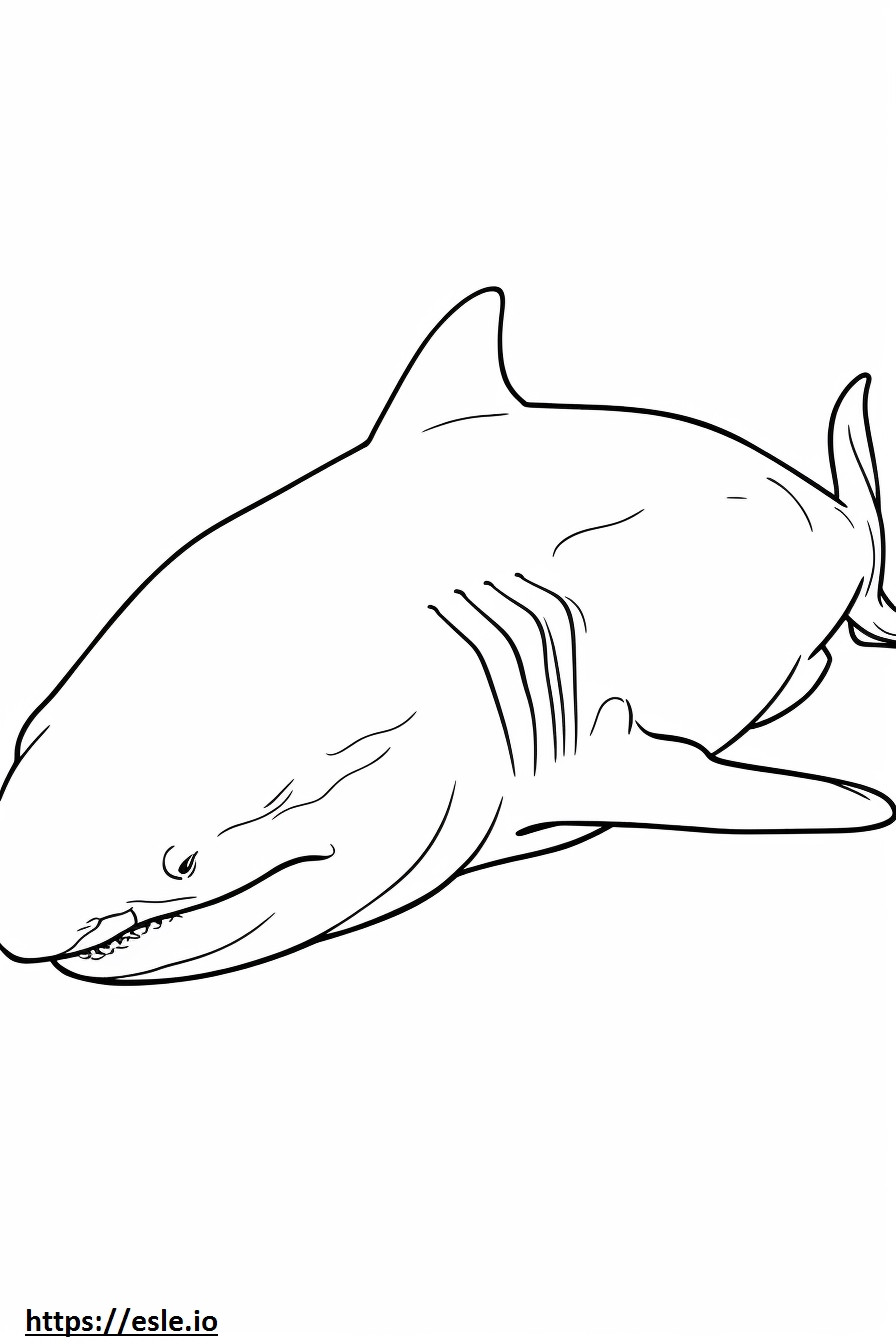 Tubarão-touro dormindo para colorir