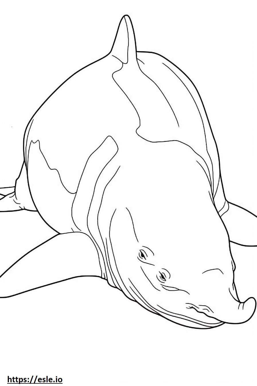 Rekin byczy śpi kolorowanka