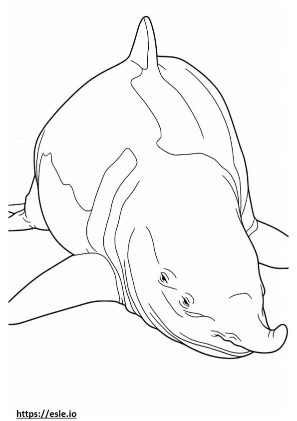Tiburón toro durmiendo para colorear e imprimir