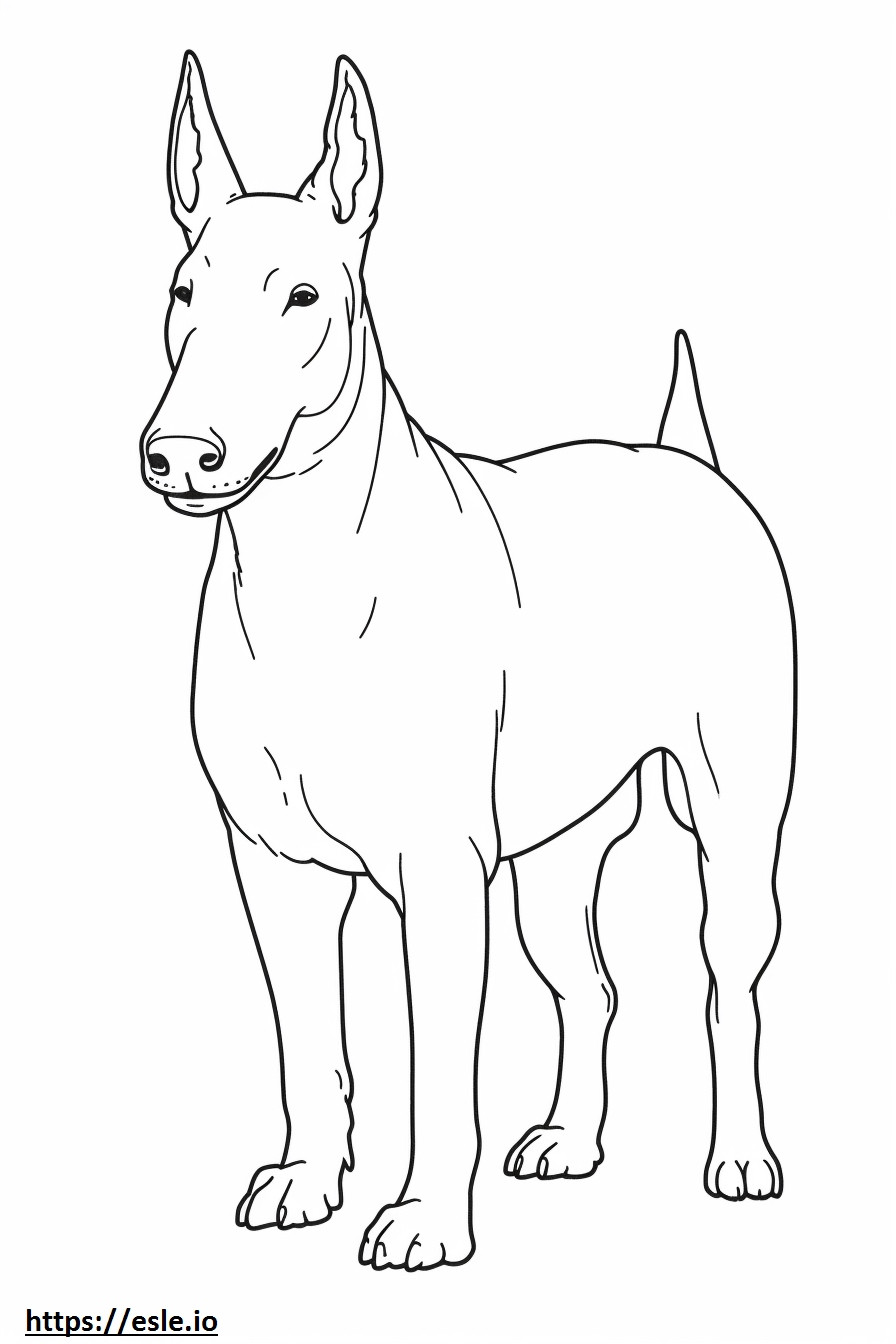 Bull terrier cuerpo completo para colorear e imprimir