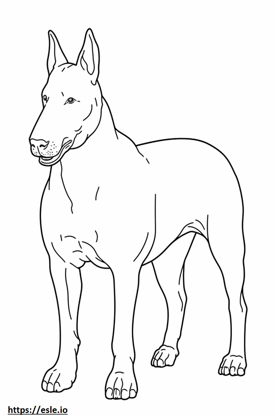 Bull Terrier a corpo intero da colorare