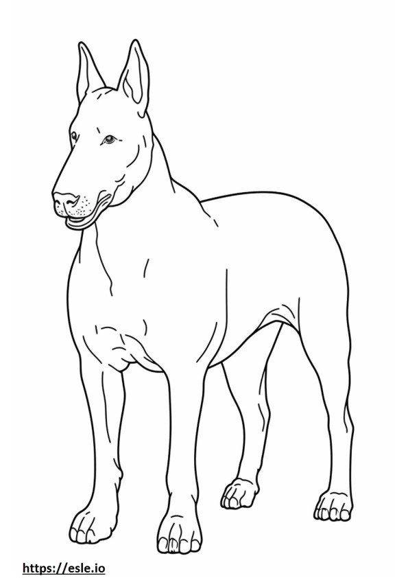 Bull Terrier pe tot corpul de colorat