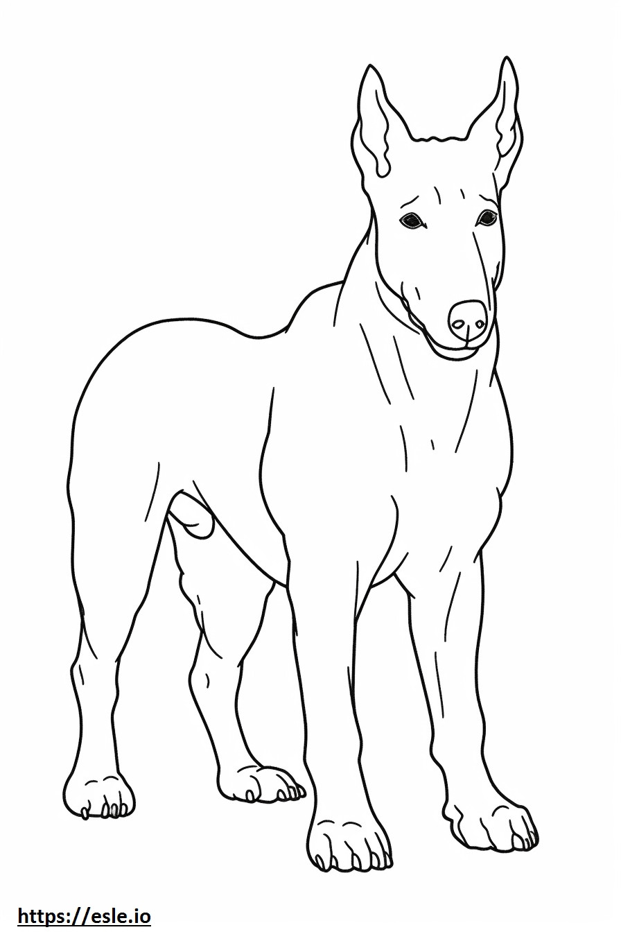 Coloriage Bull Terrier corps entier à imprimer