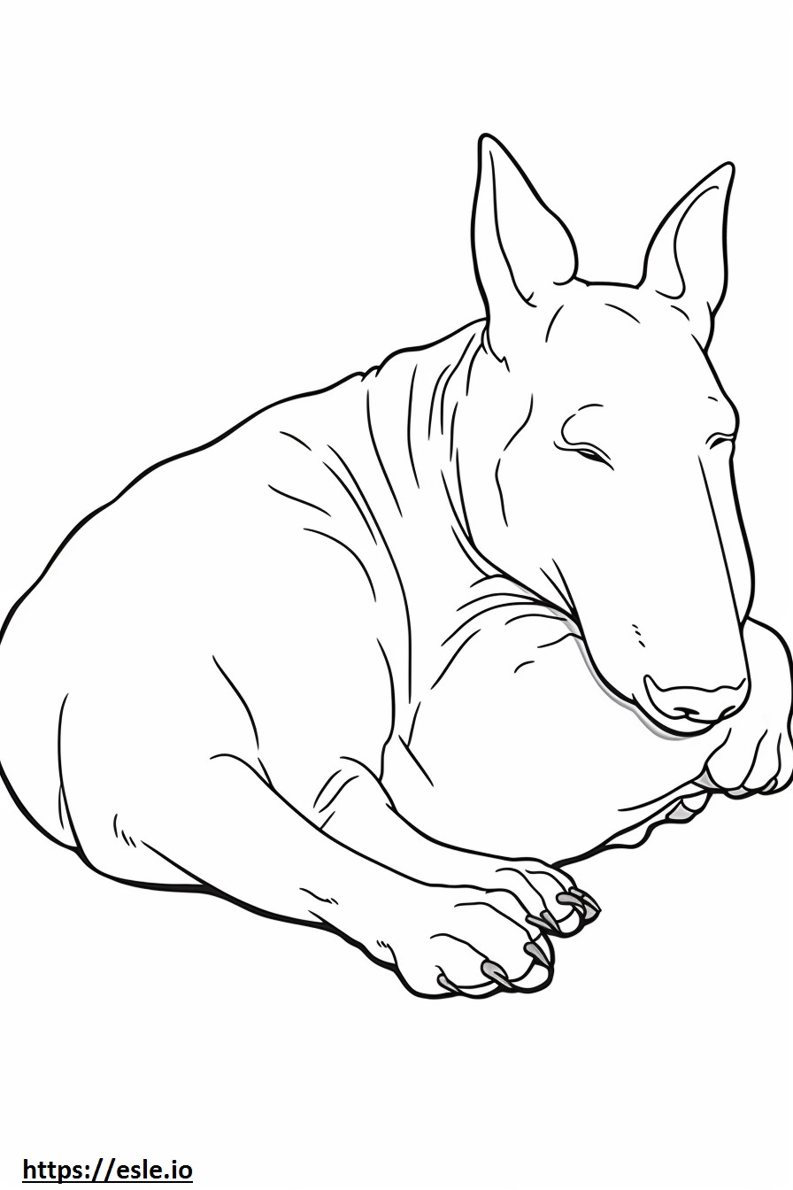 Bull Terrier dormindo para colorir