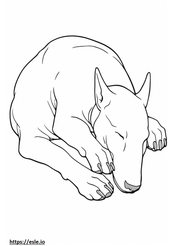 Bull Terrier che dorme da colorare